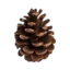 Server favicon