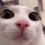 Server favicon