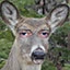 Server favicon