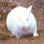 Server favicon